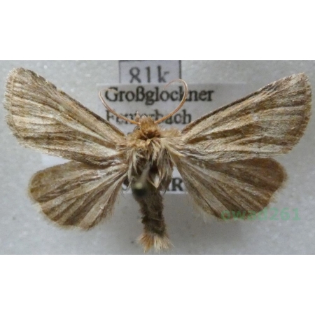 Eriopygodes imbecilla (Fabricius, 1794) Zmierzchówka słabka Austria81k